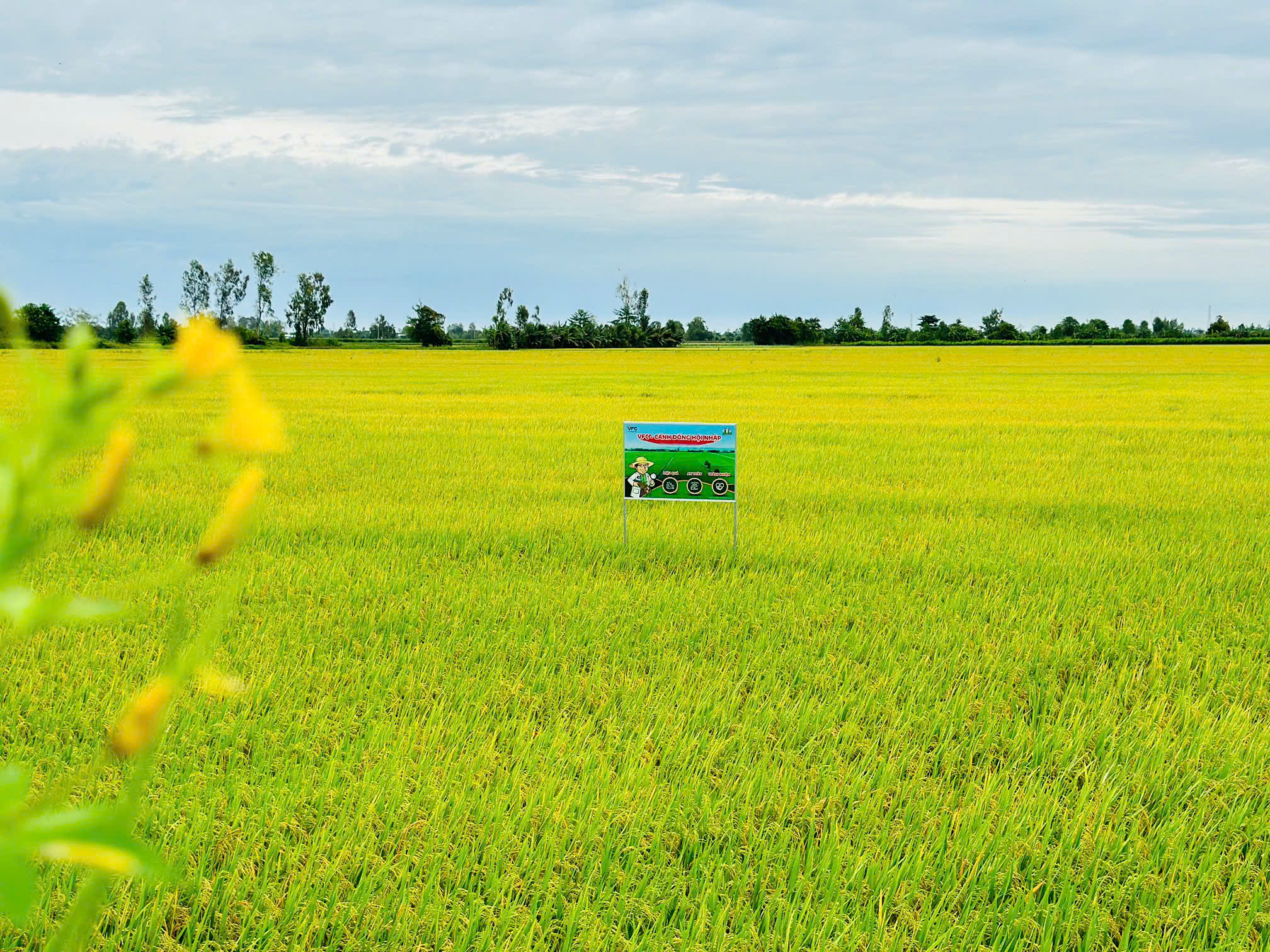 z6960679524184_a160e3cedab1995b69ea6d48060ecf12