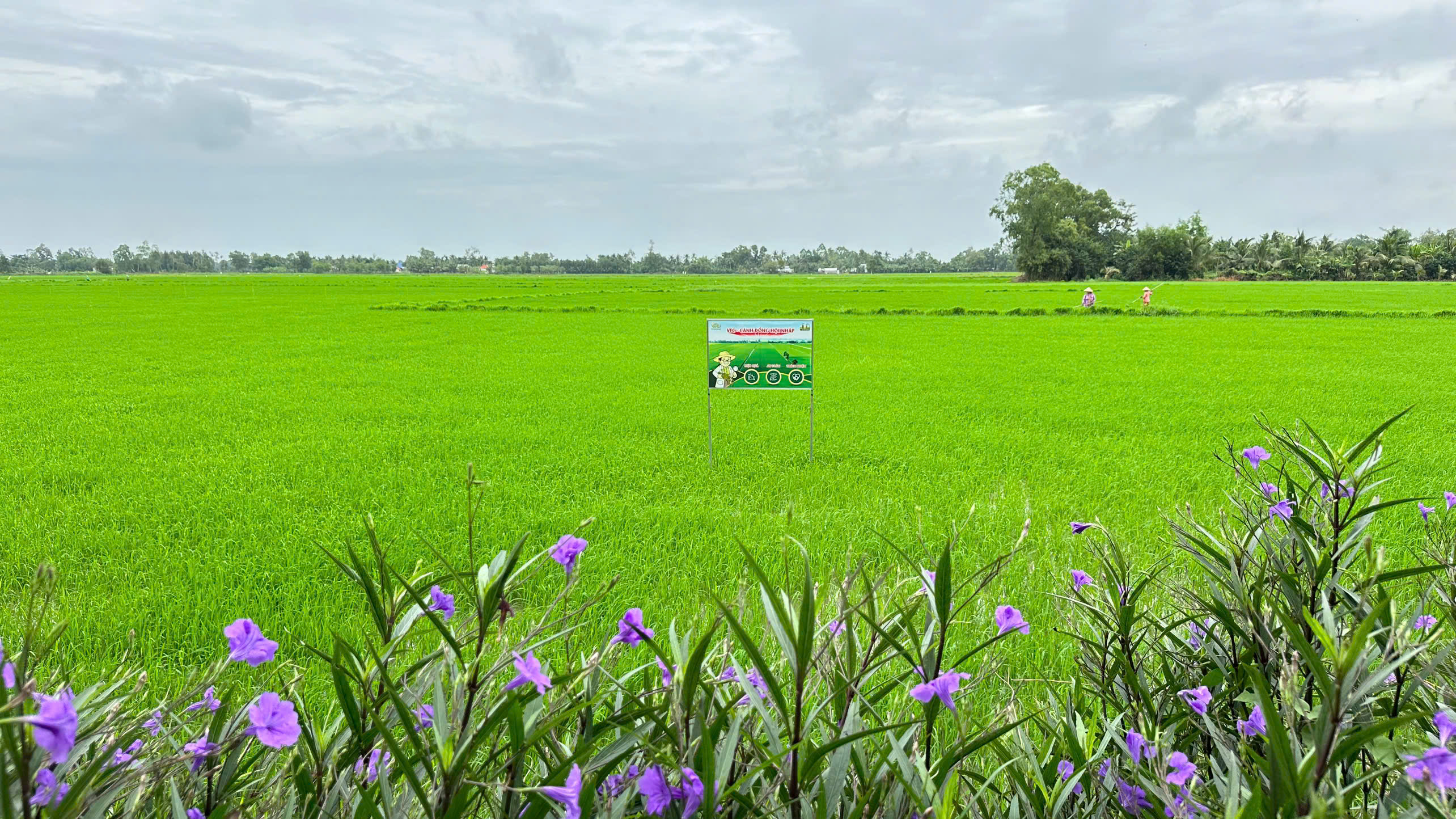 z7243649895127_32217db820cff379447dd6605057c5e4