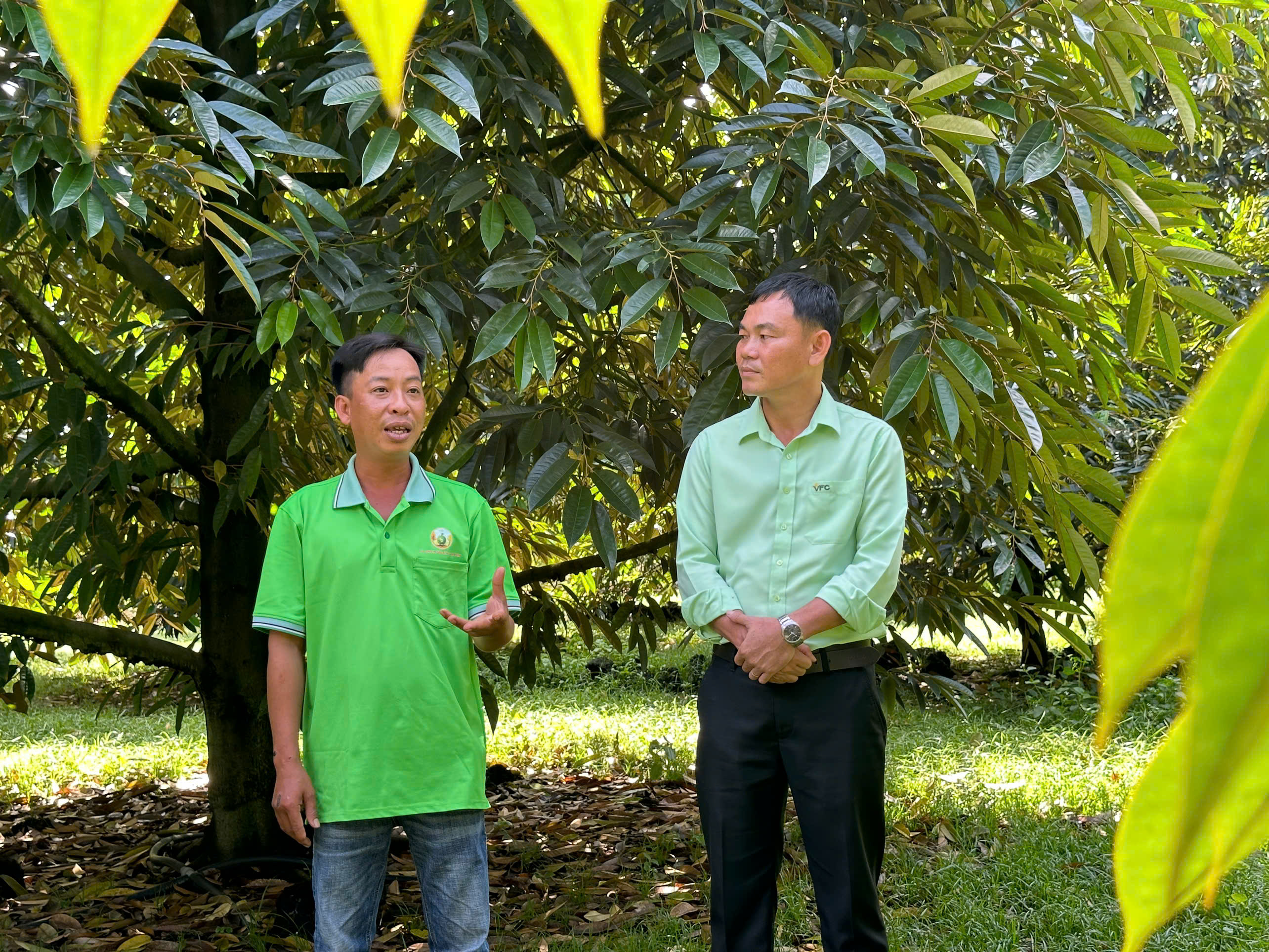 nong-dan-sau-rieng (11)