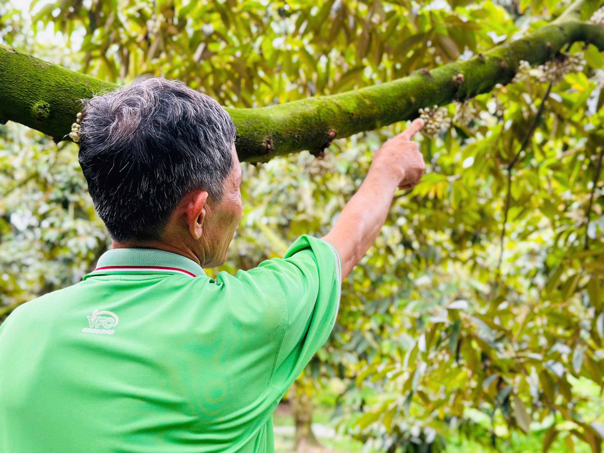 nong-dan-sau-rieng (24)