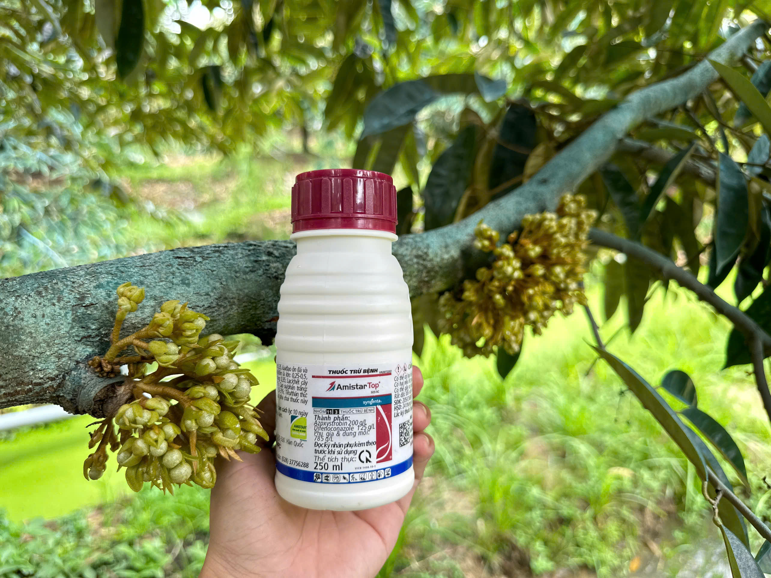 nong-dan-sau-rieng (26)